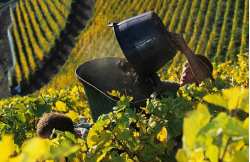 Wine harvest experience in Alsace