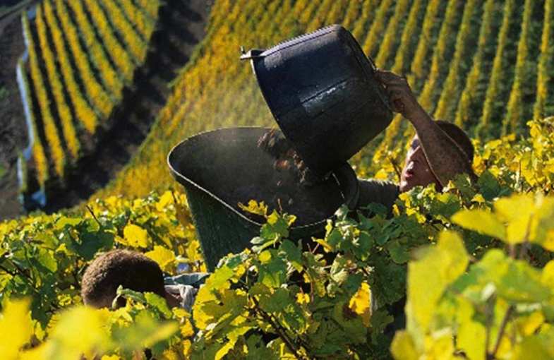 Wine harvest weekend in Alsace