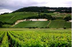 Discover the Champagne region