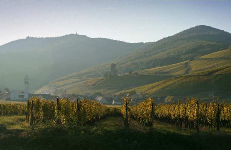 Gift to discover the Alsace wine route