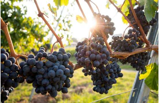 Organic Provence wine tasting