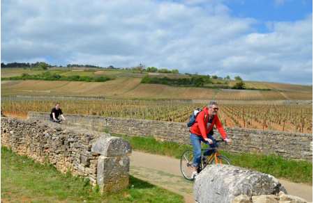Organic stay in Burgundy - Beaune