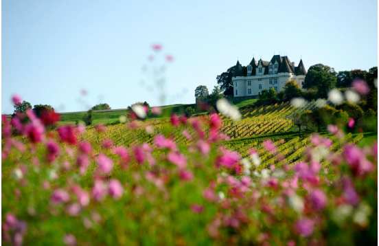 Exploring the Vineyards of Bergerac
