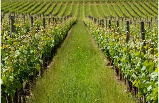 Bordeaux Wine Tourism