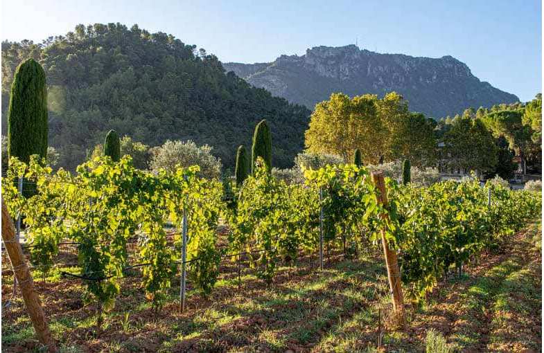 Une journée sur la route des vins de Provence