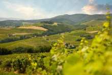 wine tourism in Beaujolais